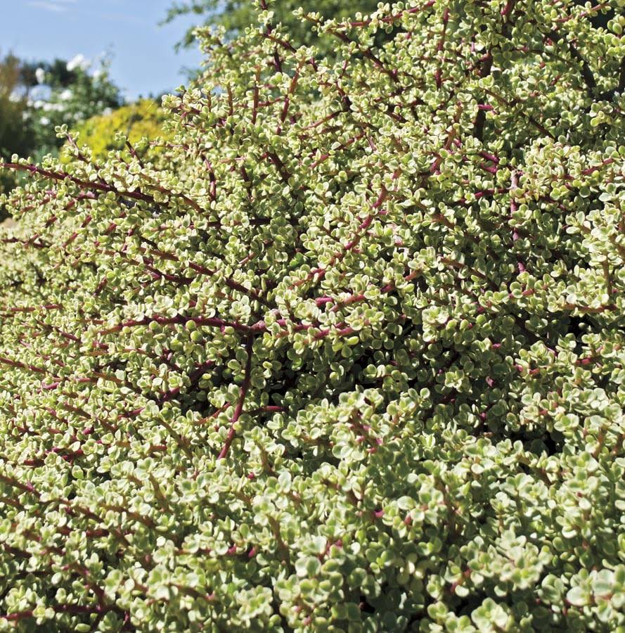 Lowe's Variegated Elephant Bush - Nursery - Product image 1
