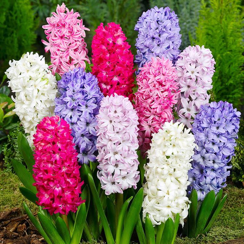 Willard & May Mixed Color Hyacinth Bulbs - 12 Bulbs - Fragrant Hyacinths - Product image 1